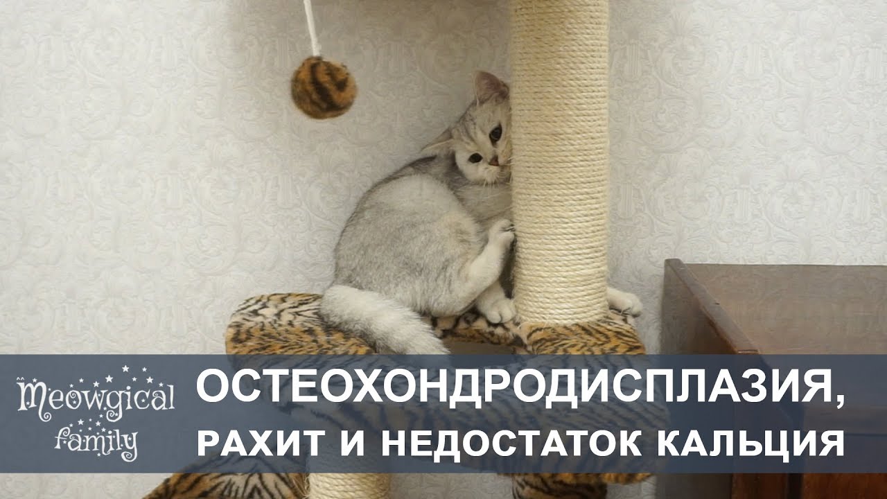 Остеохондродисплазия, рахит и гипокальцемия у шотландских кошек