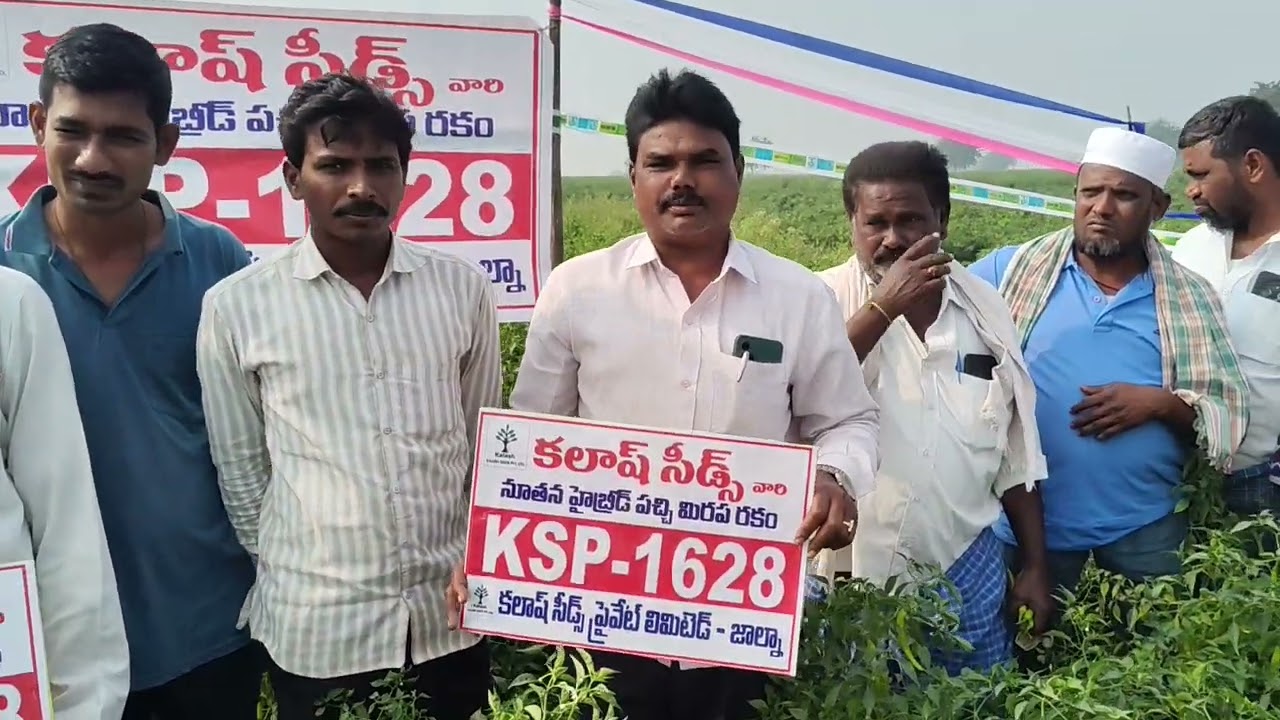 కలాష్ సీడ్స్ వారి హైబ్రిడ్ పచ్చి మిరప రకం 🌱 ksp 1628🌱 1/2 ఎకరం లో అధిక కోతలు అధిక దిగుబడి ఇచ్చిన రకం