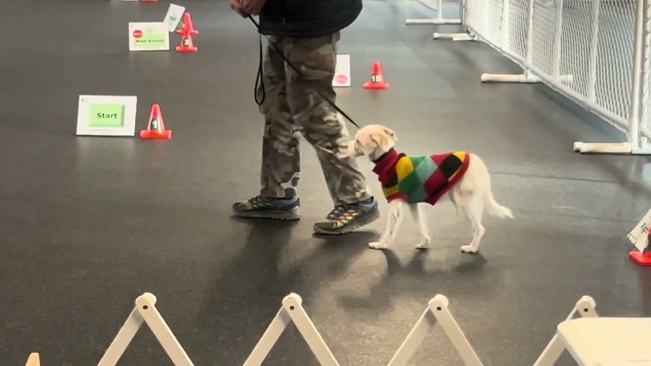 Biscuit Mar 13/26 First Rally Novice Leg