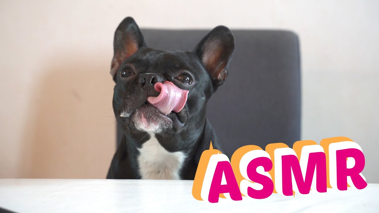 ASMR FOOD - quali suoni fa un cane quando mangia