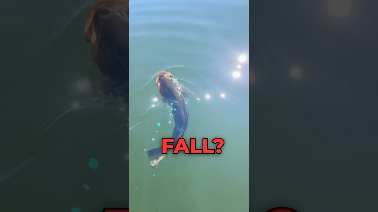 3 Things EVERY Fisherman should know with FALL BASS FISHING 