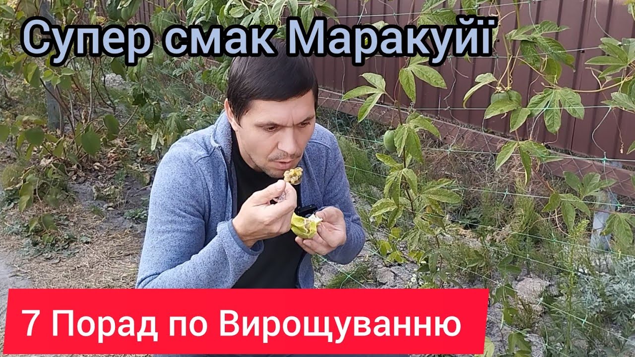 Маракуйя Північна (Інкарната) - 7 практичних порад по вирощуванню.