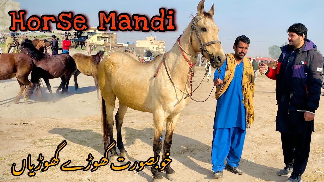 Horse Mandi in Pakistan | Pakistan big horse Mandi | Horse Mandi in Punjab |Horse Mandi Gujrat