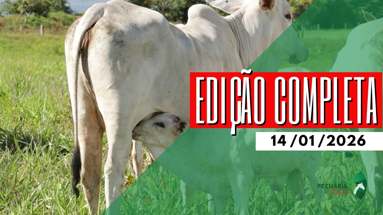 PECUÁRIA EM FOCO - EDIÇÃO COMPLETA - 14/01/2026