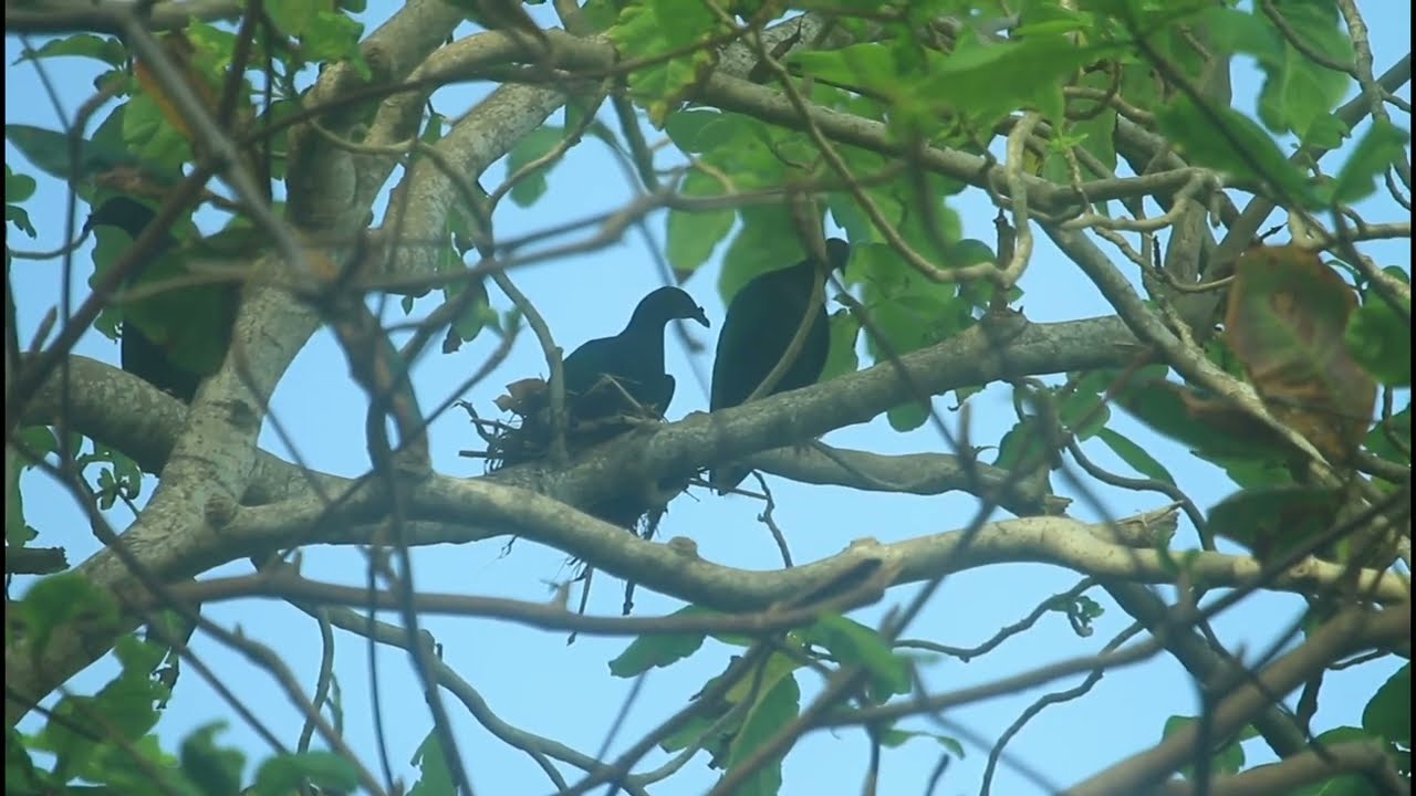 PENAMPAKAN ASLI  di HABITAT  ||  Burung Junai Emas