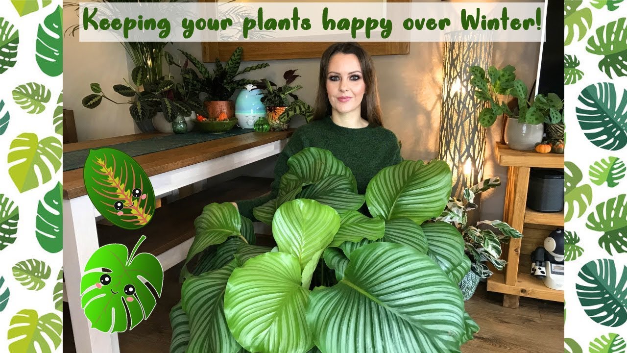 Keeping Your Houseplants Happy Over Winter | Overwintering Tropical Garden Plants!