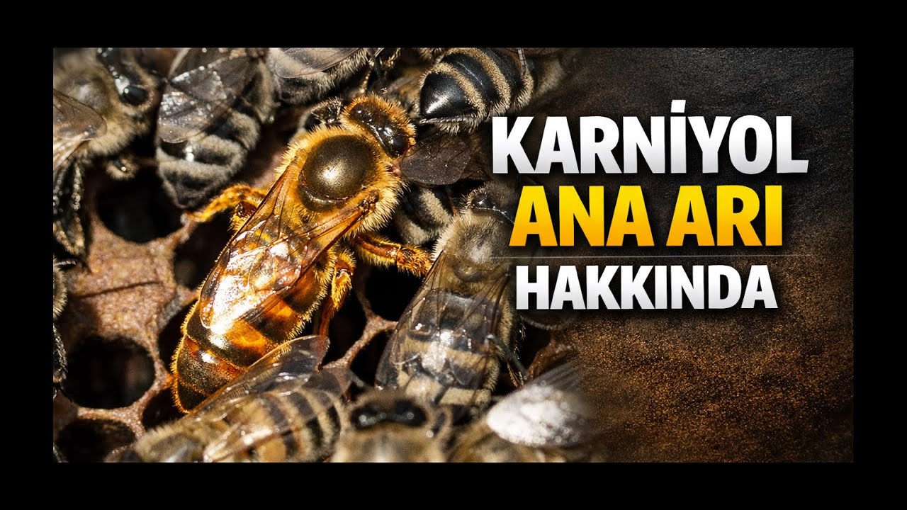 KARNİYOL ANAARI HAKKINDA.