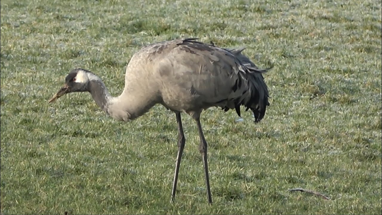 Kraanvogel, Purmer Noord-Holland