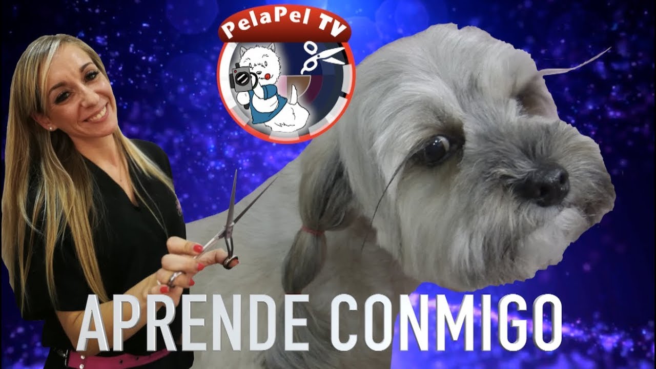 LA PELUQUERÍA CANINA NUNCA FUE TAN FÁCIL CON CAROL BUIZA EN RIPOLLET, BARCELONA EPISODIO  5