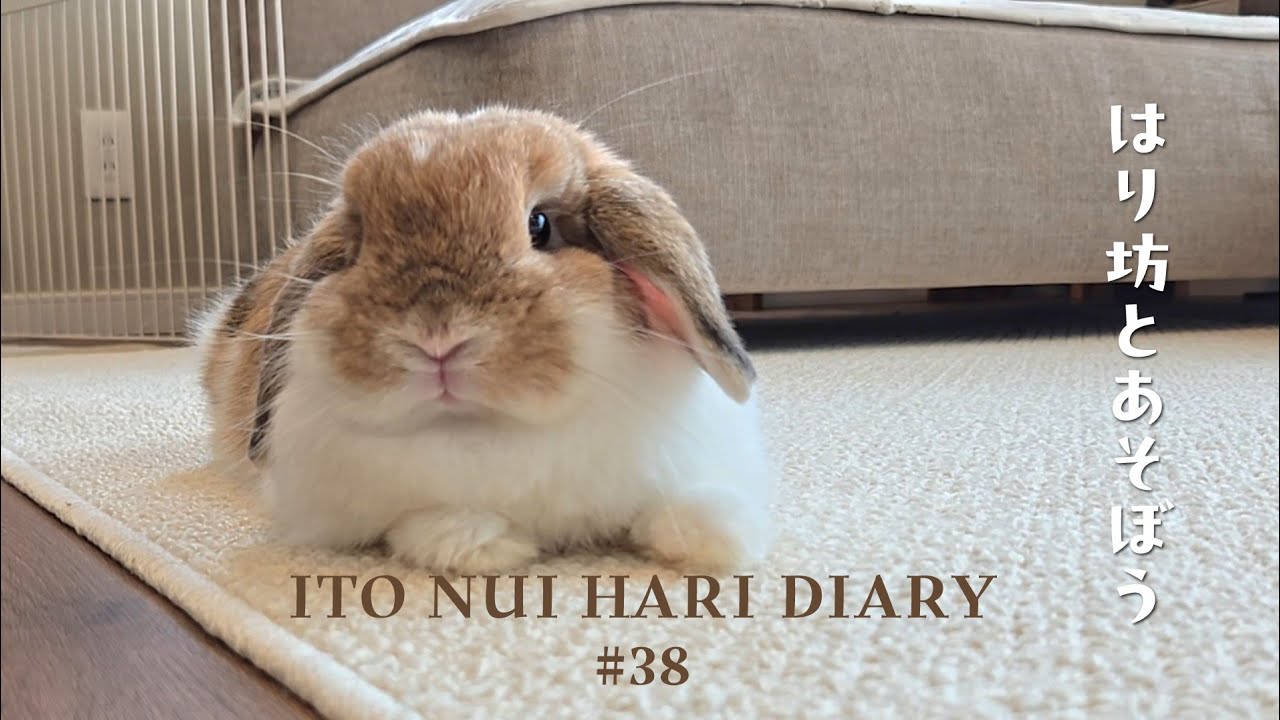 はり坊とあそぼう｜部屋んぽ｜多頭飼い