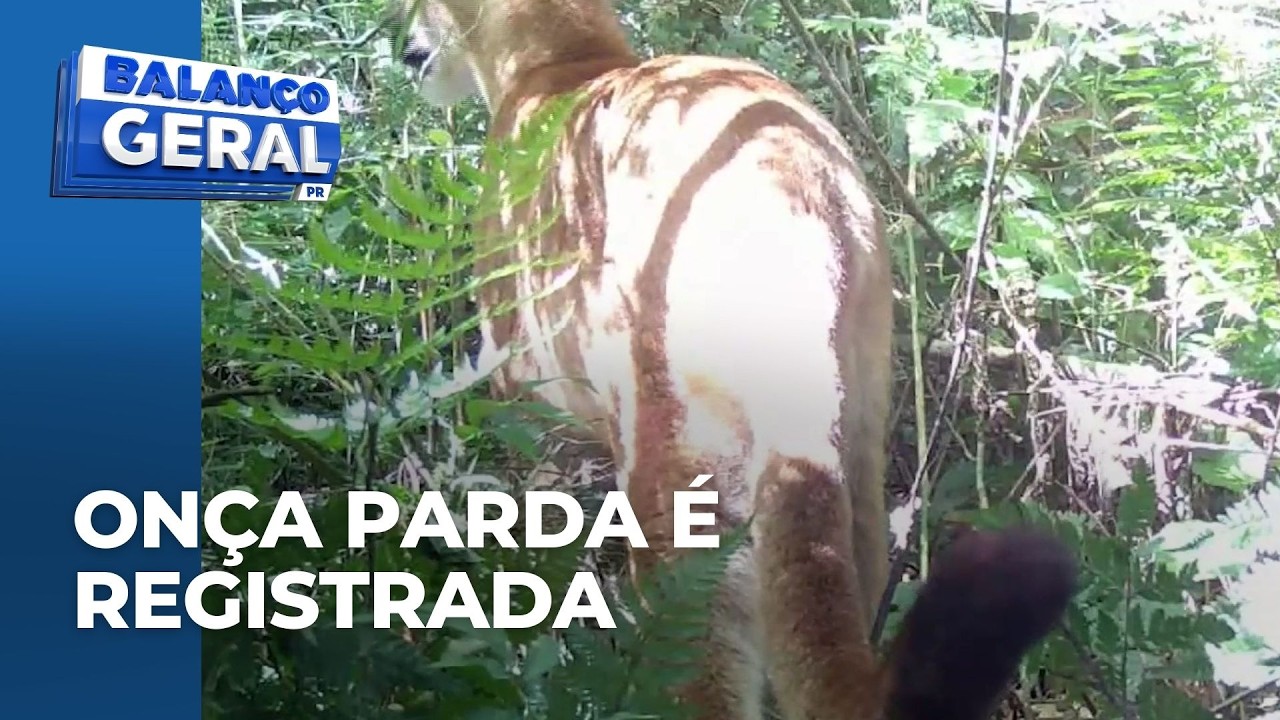Onça-parda é registrada pela primeira vez no Parque Estadual do Rio Guarani, no Paraná