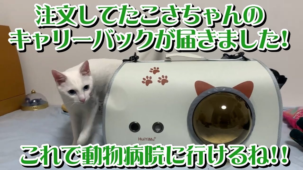病院に行く為に白猫こさちゃんのキャリーバックを購入!!