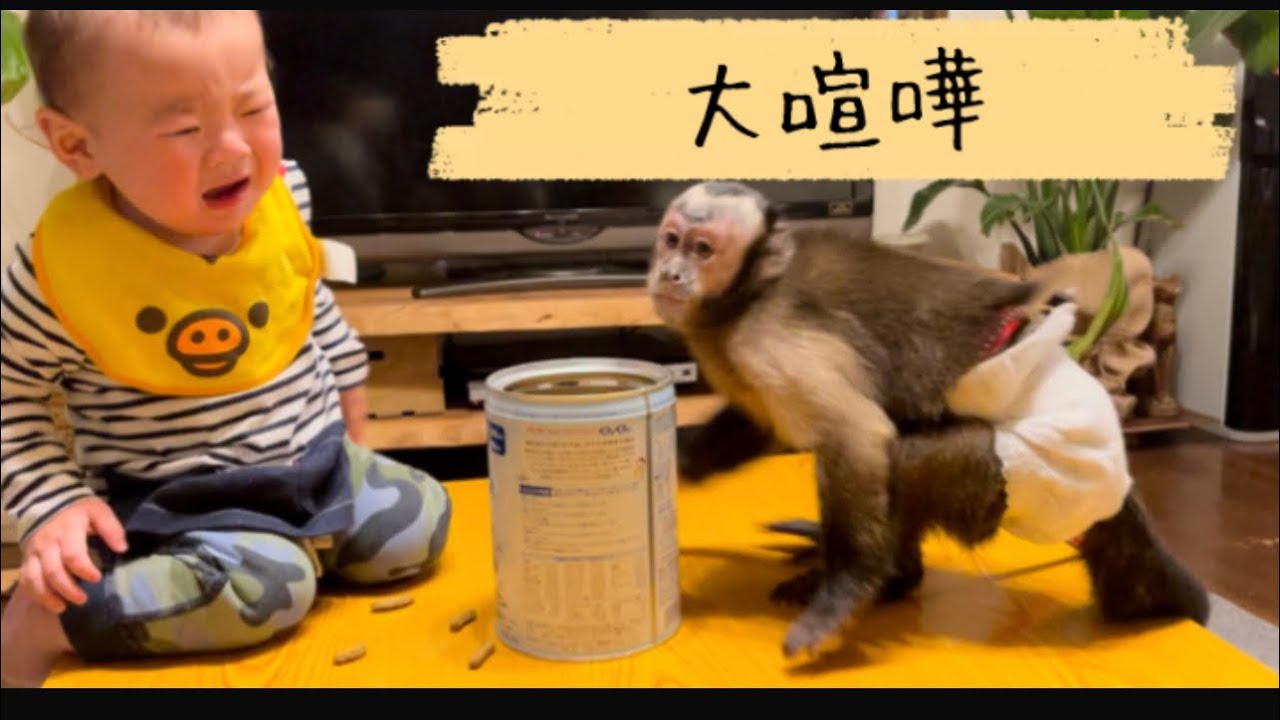 赤ちゃんがフサオマキザルのご飯を取ったら大変なことに、