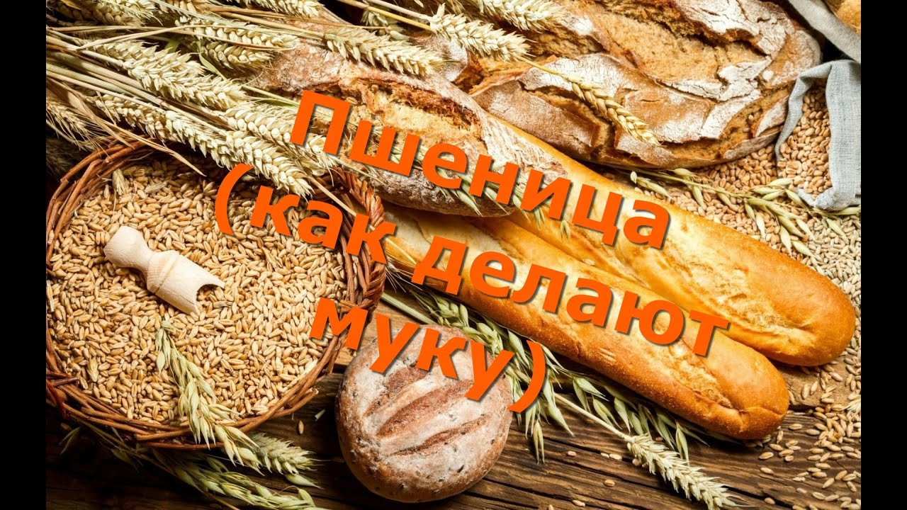 Пшеница (как делают муку) wheat, bread