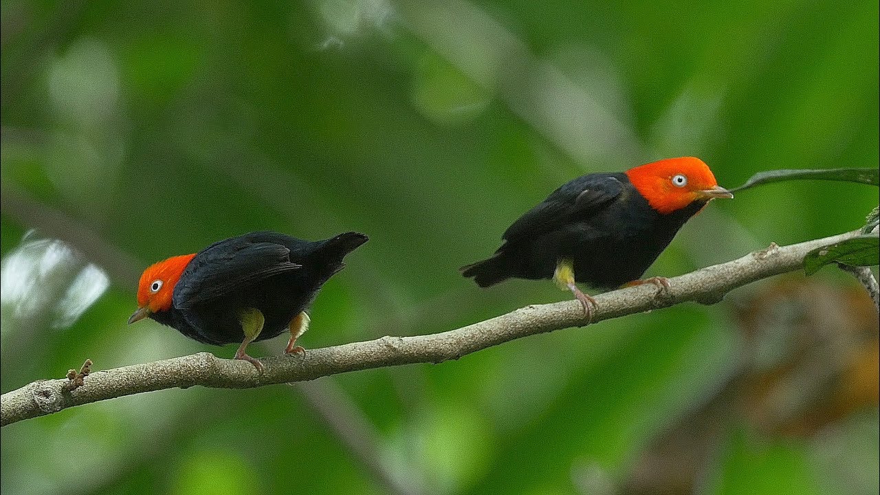 Manakins' courtship in Costa Rica