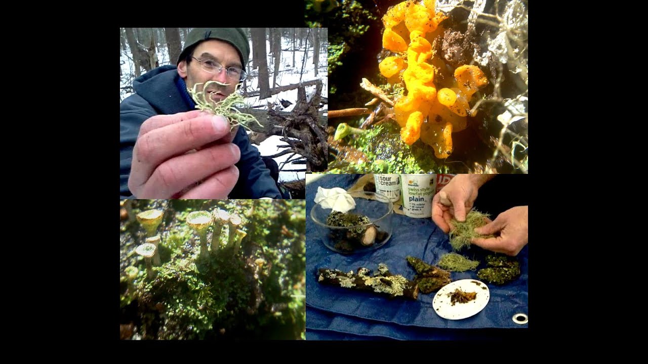 DIY lichen and moss terrarium from the woods