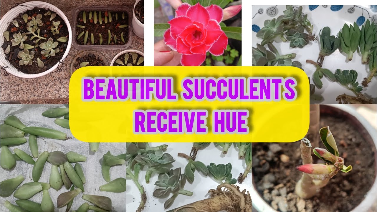 Aaj dekhiye kitne Beautiful Hardy Succulents Receive hue hai😍/Succulent Shopping 