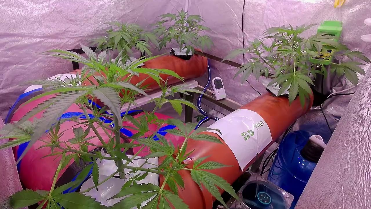 MI5 Auto Strain - Day 32 - Hydroponic NFT - Cannabis Timelapse