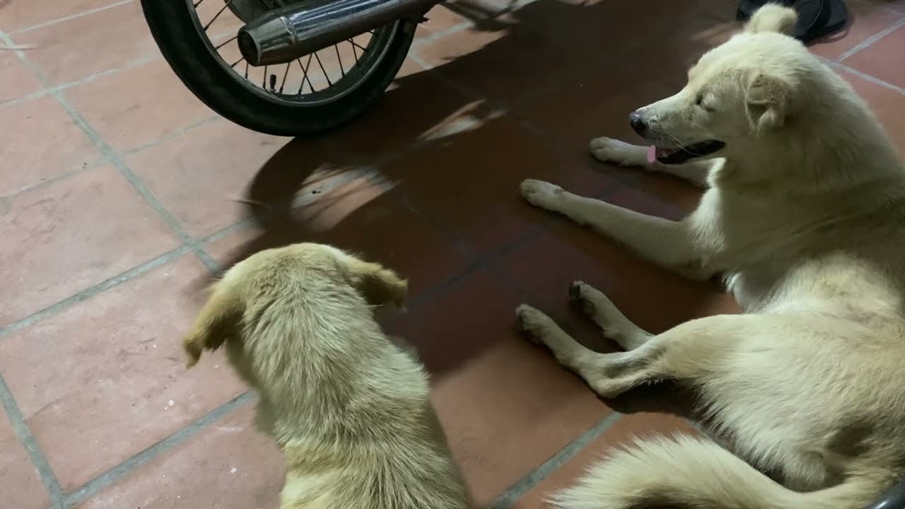 Mating group dog during meeting season Amazing #animals #dogmom #goldenretreivers 