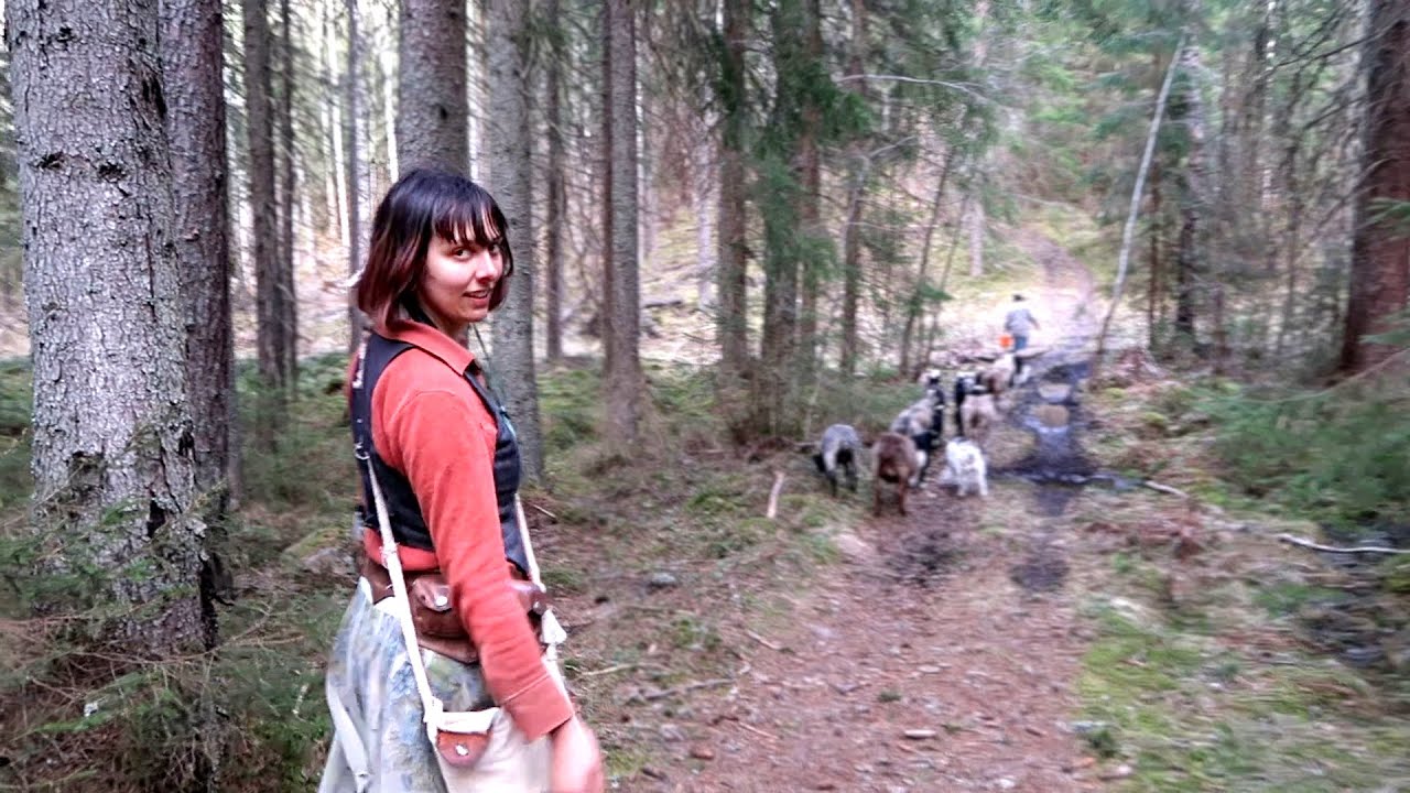 Herding Swedish Sheep to the F&auml;bod on the Mountain for Summer Pasturing