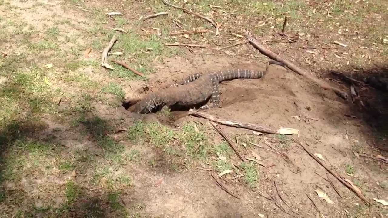 australian lizard swallows a rabbit on golf course