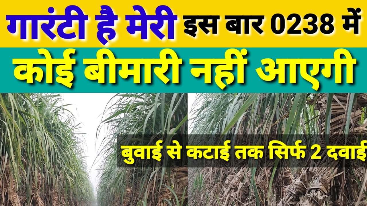 गारंटी है मेरी इस बार 0238 में कोई रोग नहीं आएगा, मिल गई 0238 की दवाई ।