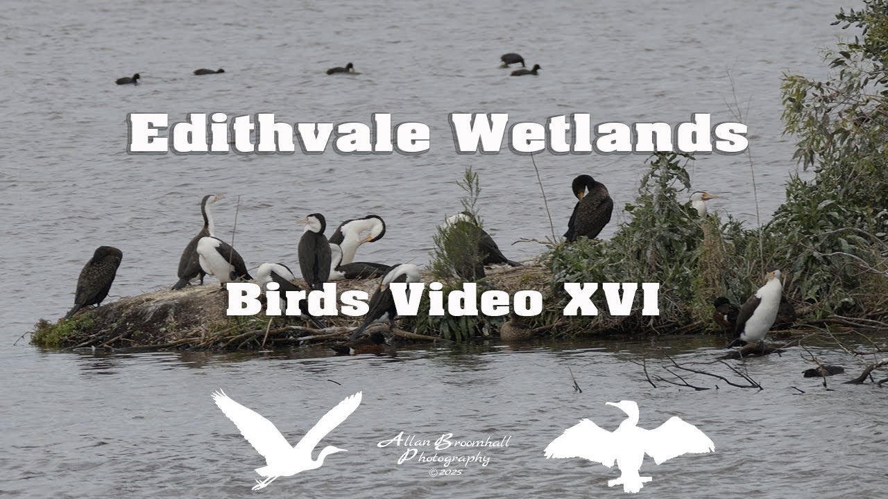 Edithvale Wetlands - Birds Video XVI #birds #australiannativebirds #birdsofaustralia #birdlist