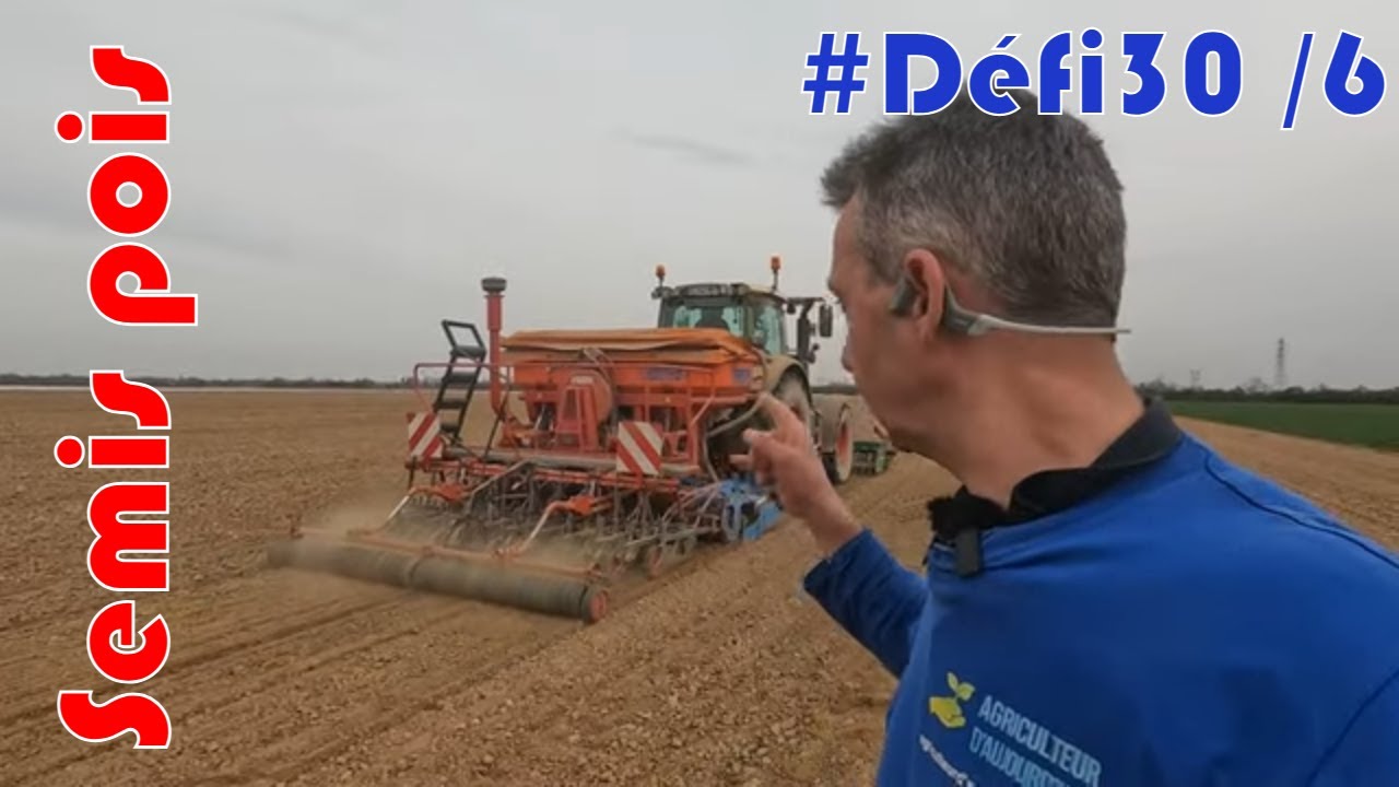 Semis de pois