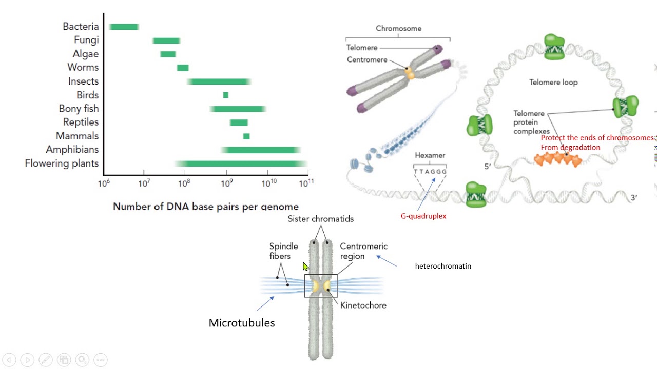 TAMA&Ntilde;O DE GENOMAS CENTR&Oacute;MERO TEL&Oacute;MERO CINETOCORO BIOLOG&Iacute;A MOLECULAR BIOLOGY