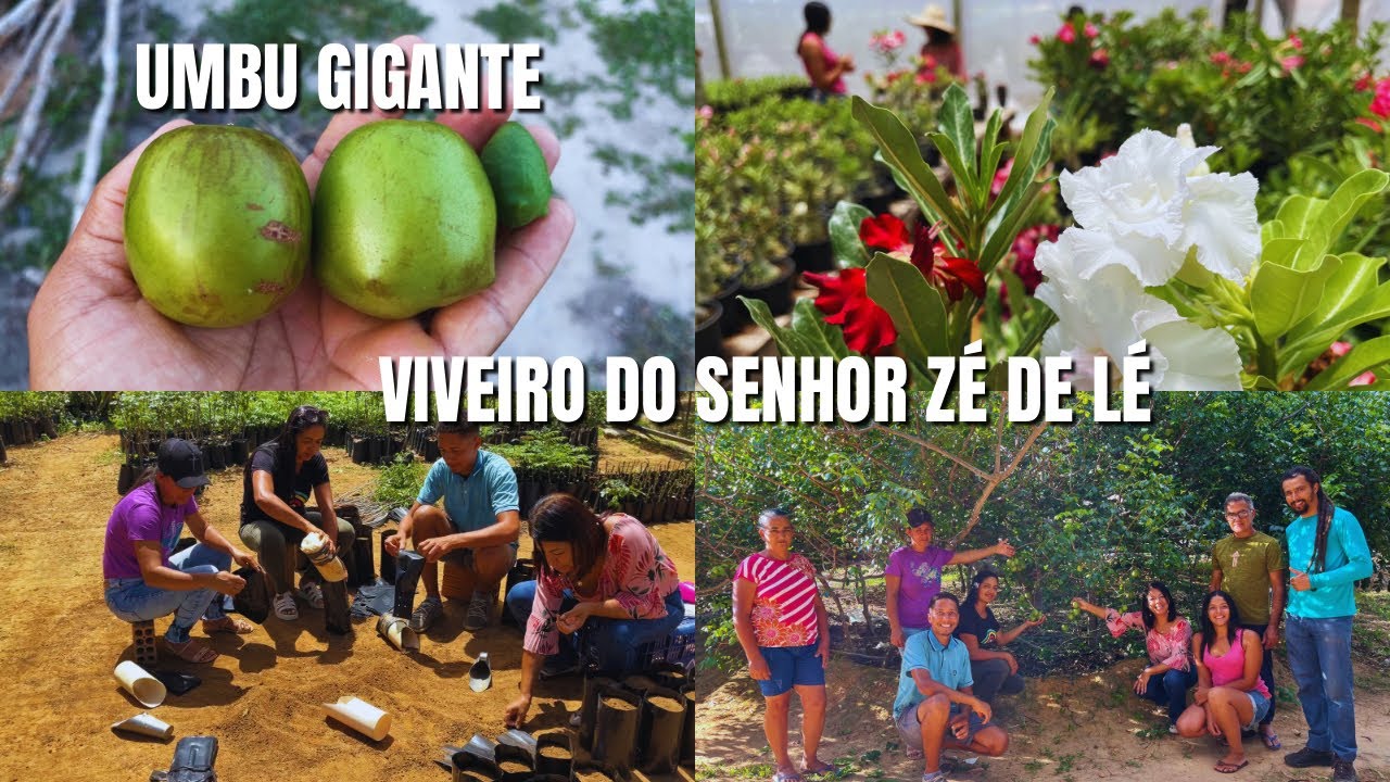 Ele vende a 25 reais o quilo, UMBU GIGANTE EM ANAGÉ BAHIA