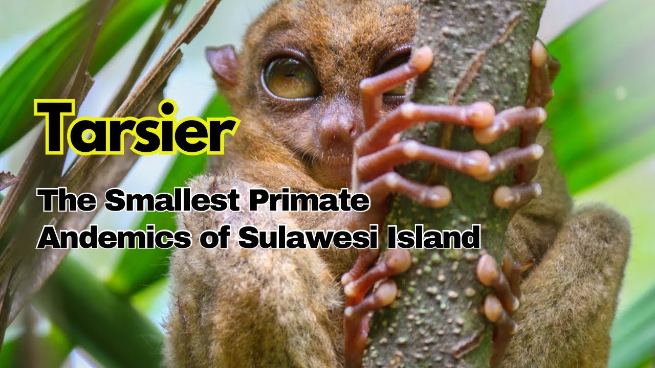 Amazing Facts | Unique Tarsier Facts: The Smallest Primate