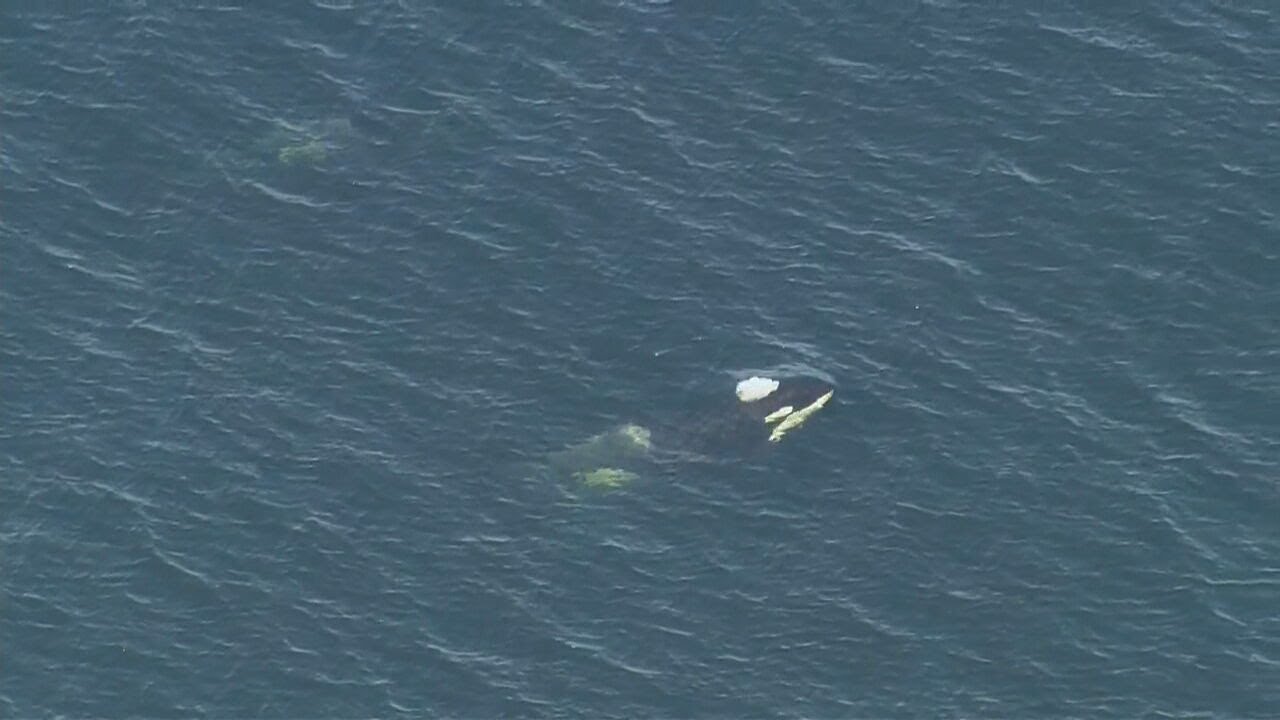 WATCH: Orcas swim in Elliott Bay near West Seattle Wednesday morning