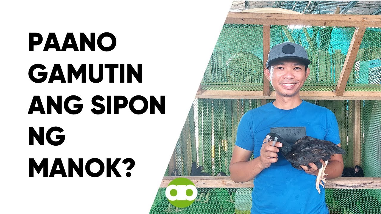 Paano Gamutin ang Sipon ng Manok?
