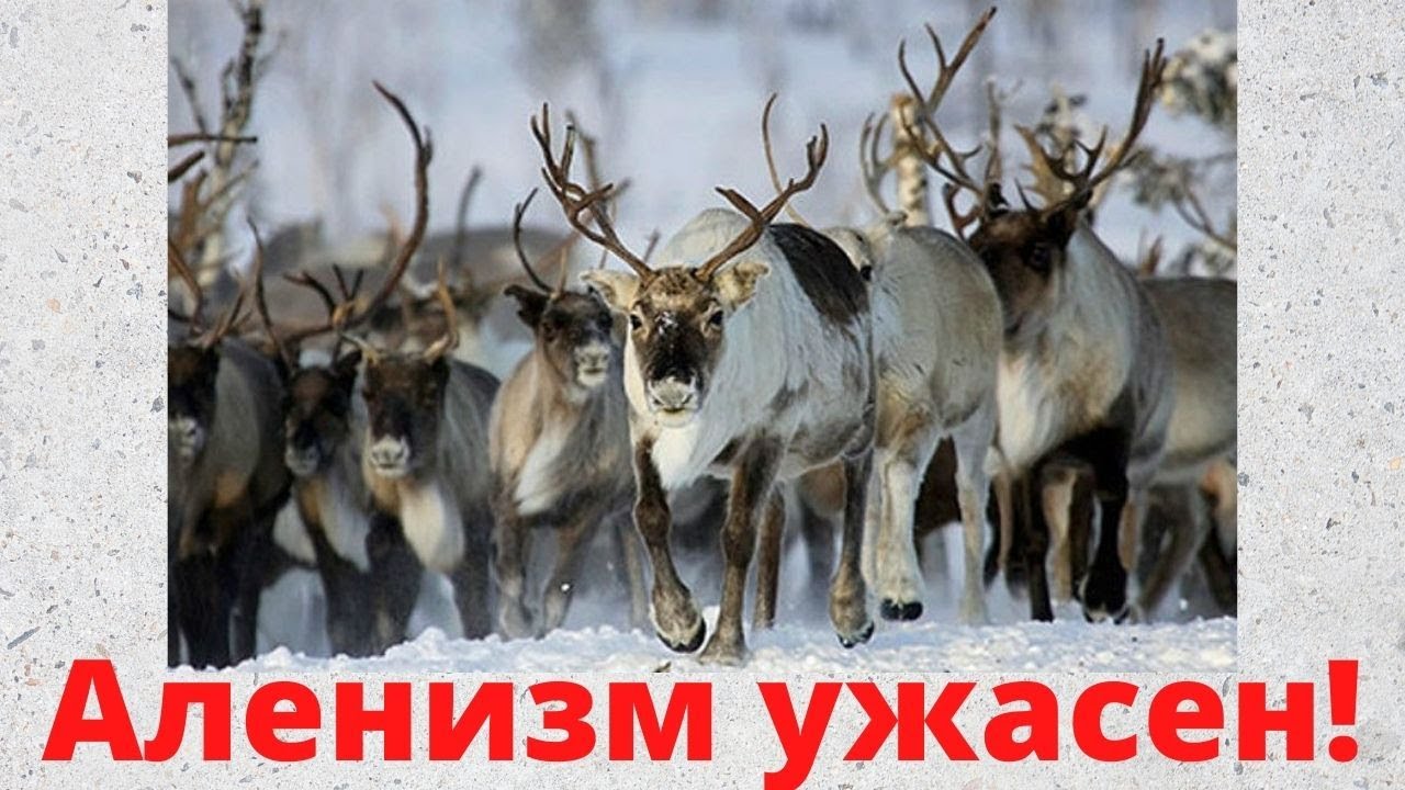 Как избежать Аленизма