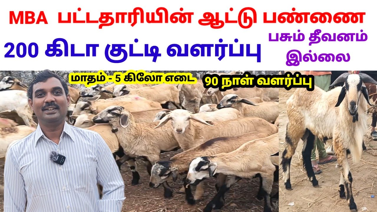 குறைந்த இடத்தில், கிடா குட்டி, வளர்ப்பு /  வருடம் 6 லட்சம் வருமானம் / @tamilvivasayi