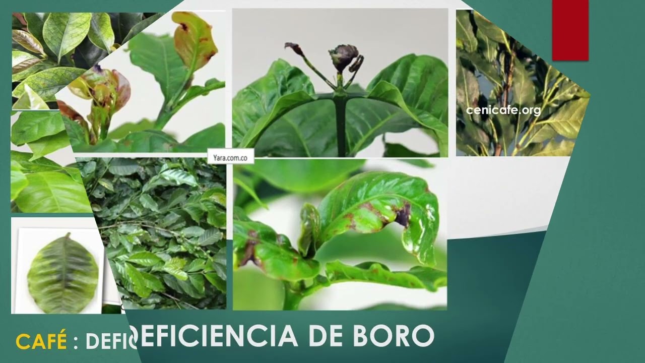 Café - Cómo examinar en la planta, las deficiencias por Micronutrientes.