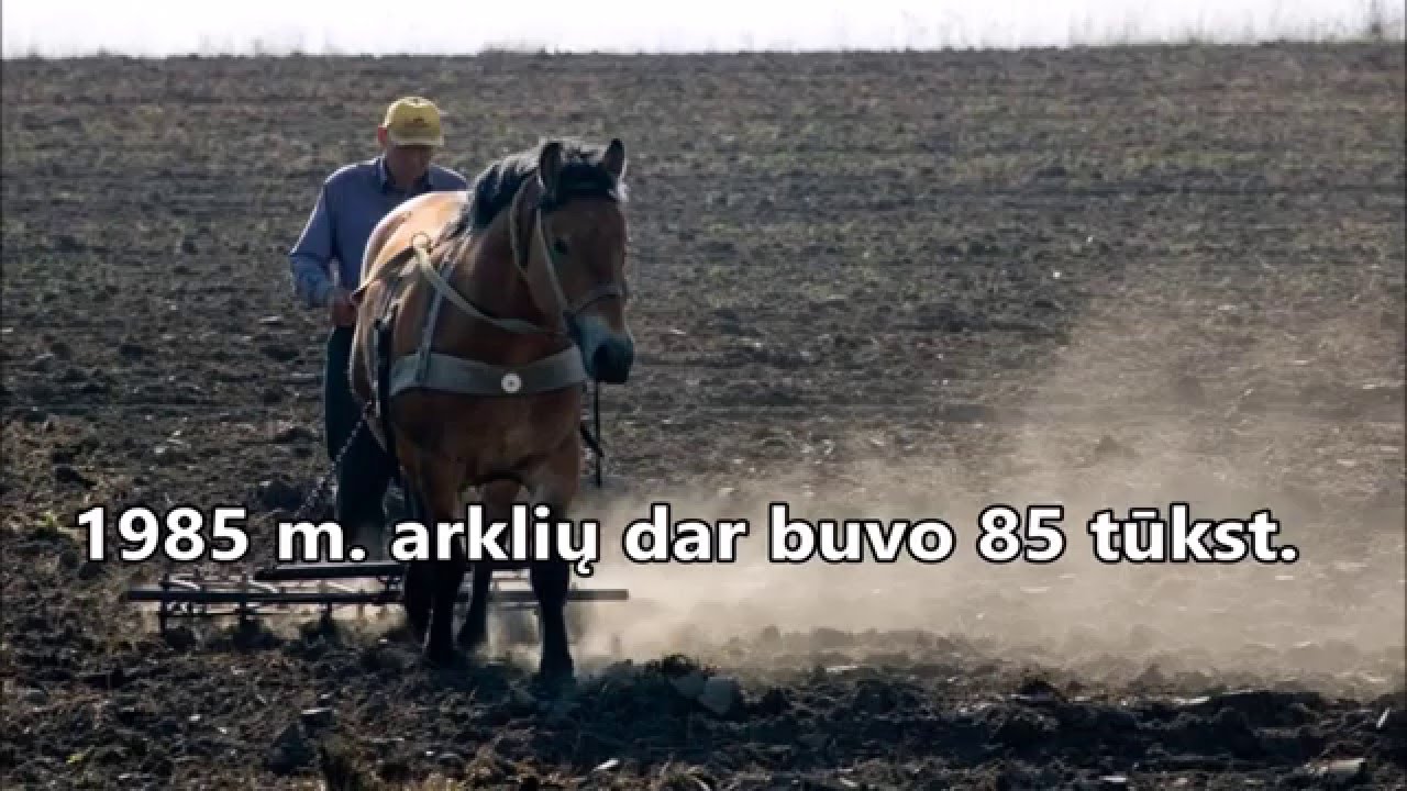 Žirgai i&scaron;eina į dausas