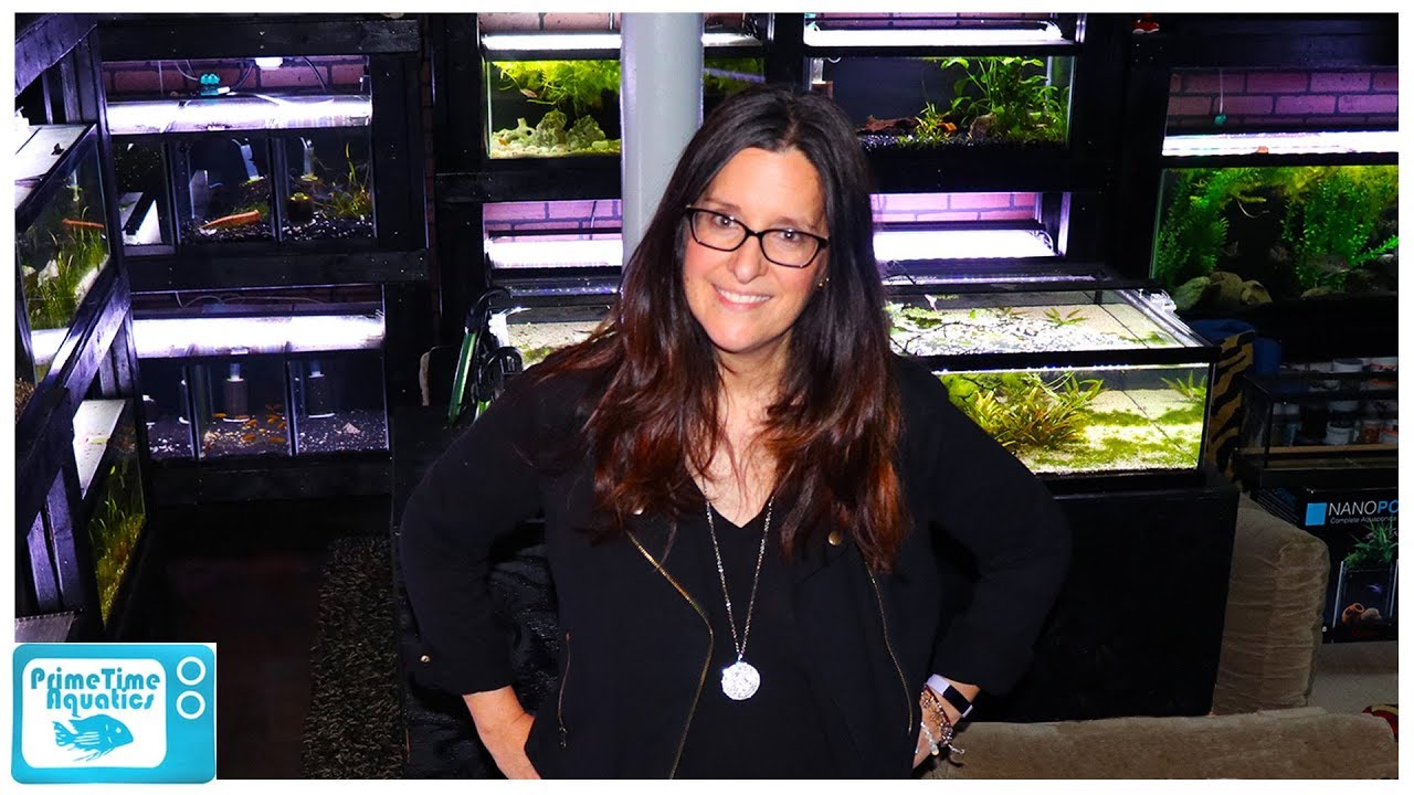 How to Get Someone Into The Fish Keeping Hobby: One of Our Most Frequently Asked Questions!