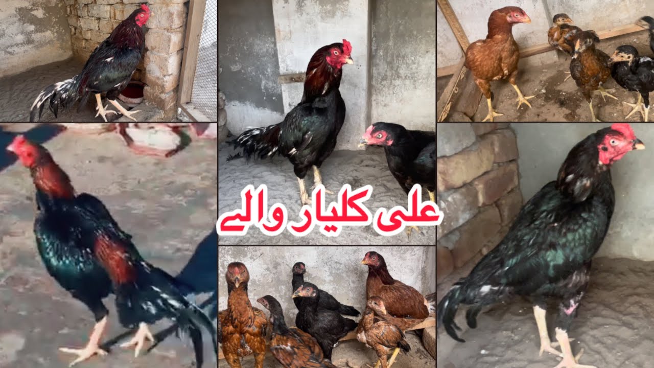 My new Aseels setup| my new beautiful aseel pair🐓❤️.