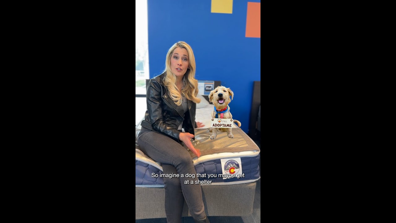 From Golden Retriever to Teacup Chihuahua… what kind of mattress dog are YOU? 🐕💤