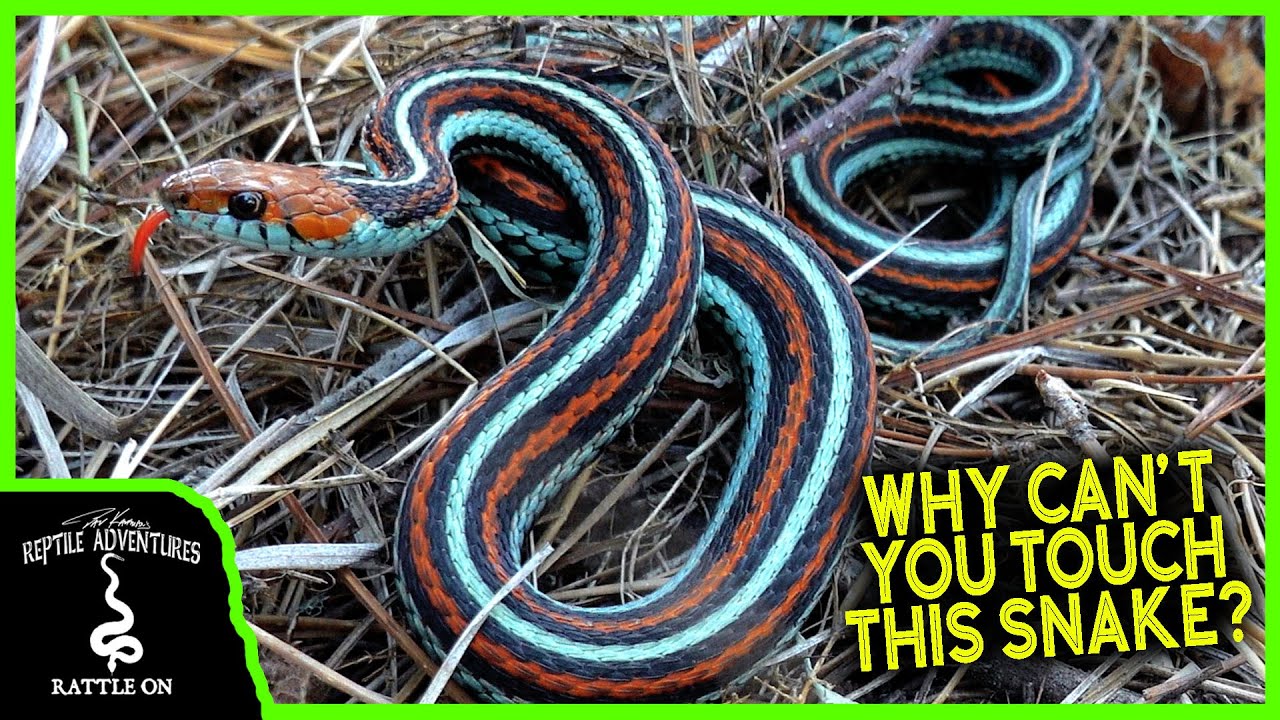 FINDING AMERICA'S MOST BEAUTIFUL SNAKE!