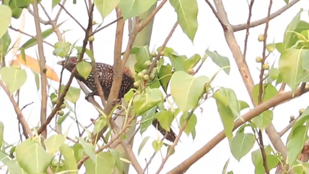 Koel Bird || Kokil Pakhi || কোকিল পাখি ||