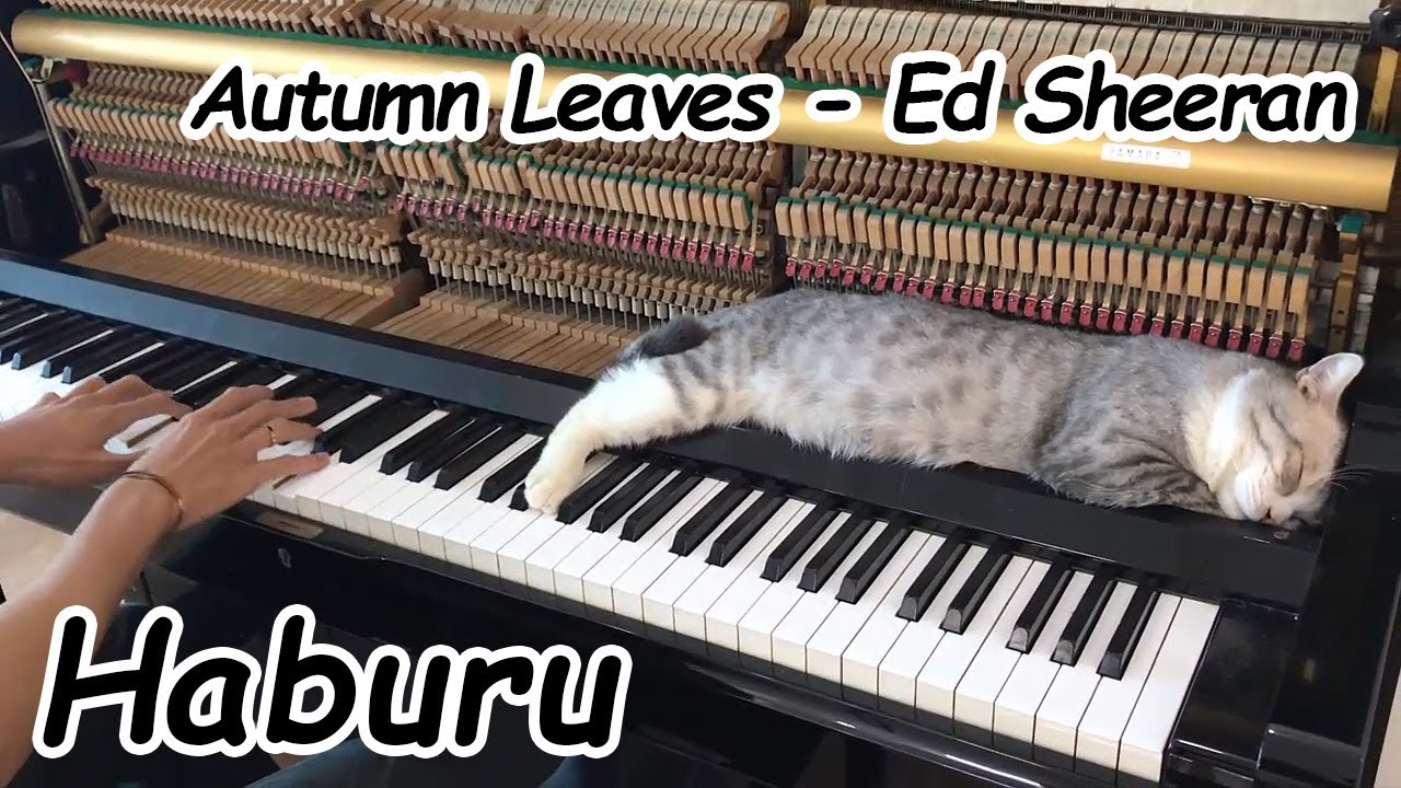 AUTUMN LEAVES Jazzy Meow - The Best Piano Music When It Rains