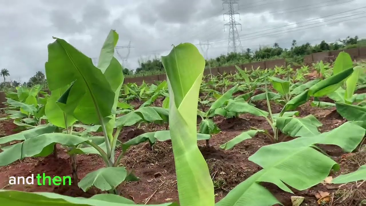 Secrets! BANANA farming techniques |