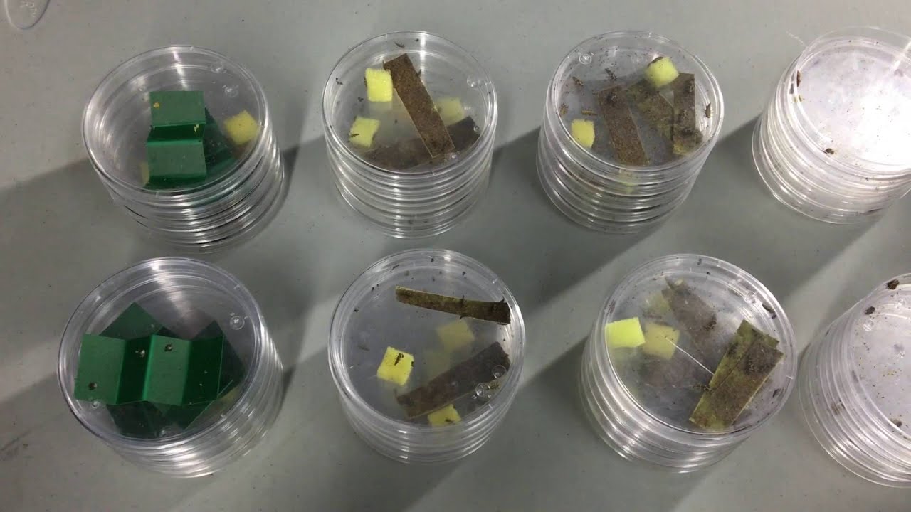 Reproducción de coccinélidos en Sinaloa