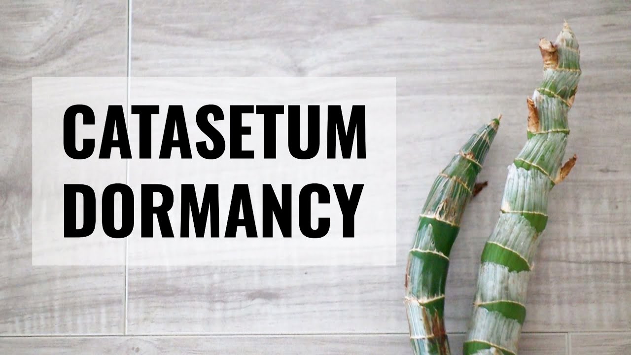 What to do when catasetums go dormant for the winter season - Catasetum Dormancy 2020