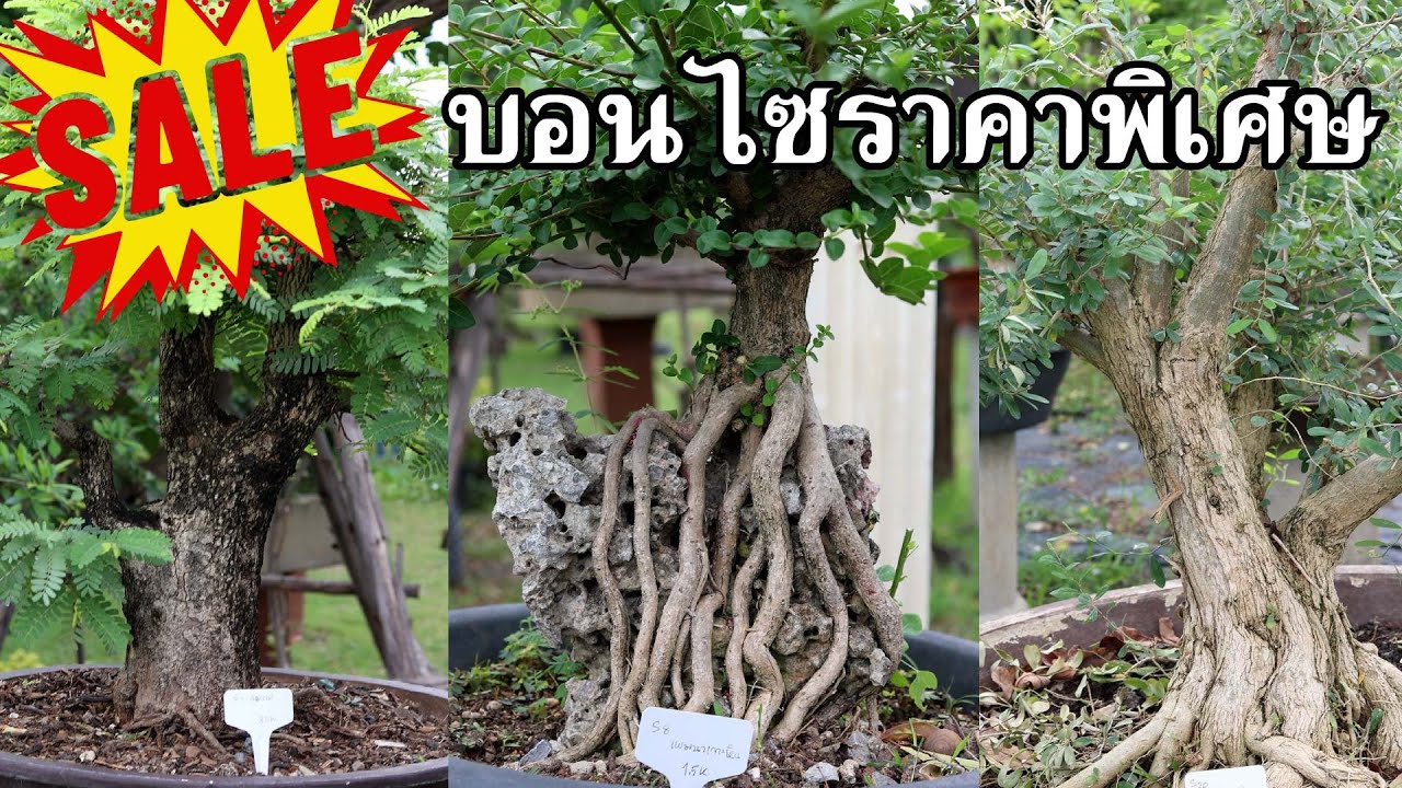 ราคาพิเศษ โครงสร้างบอนไซราคาเริ่มต้น 500 สวนบอนไซปองสายห้าสาขาสุพรรณบุรี