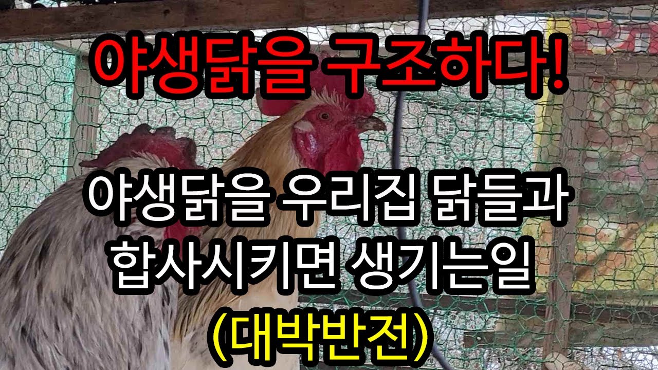 야생닭을 구조해서 우리집 닭들과 합사하면 생기는일 (잘지낼수있을지..)/What would happen? if  put wild chickens and house chickens.