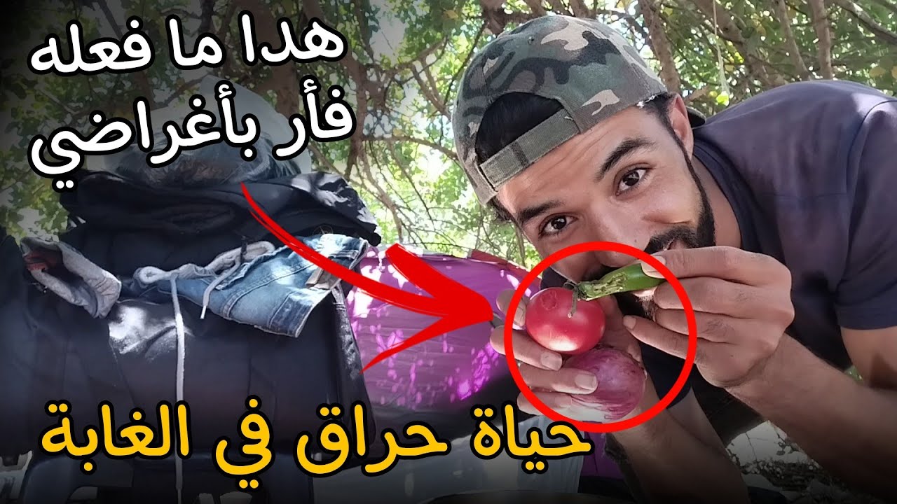 سوف أغادر الغابة إلى مدينة أخرى