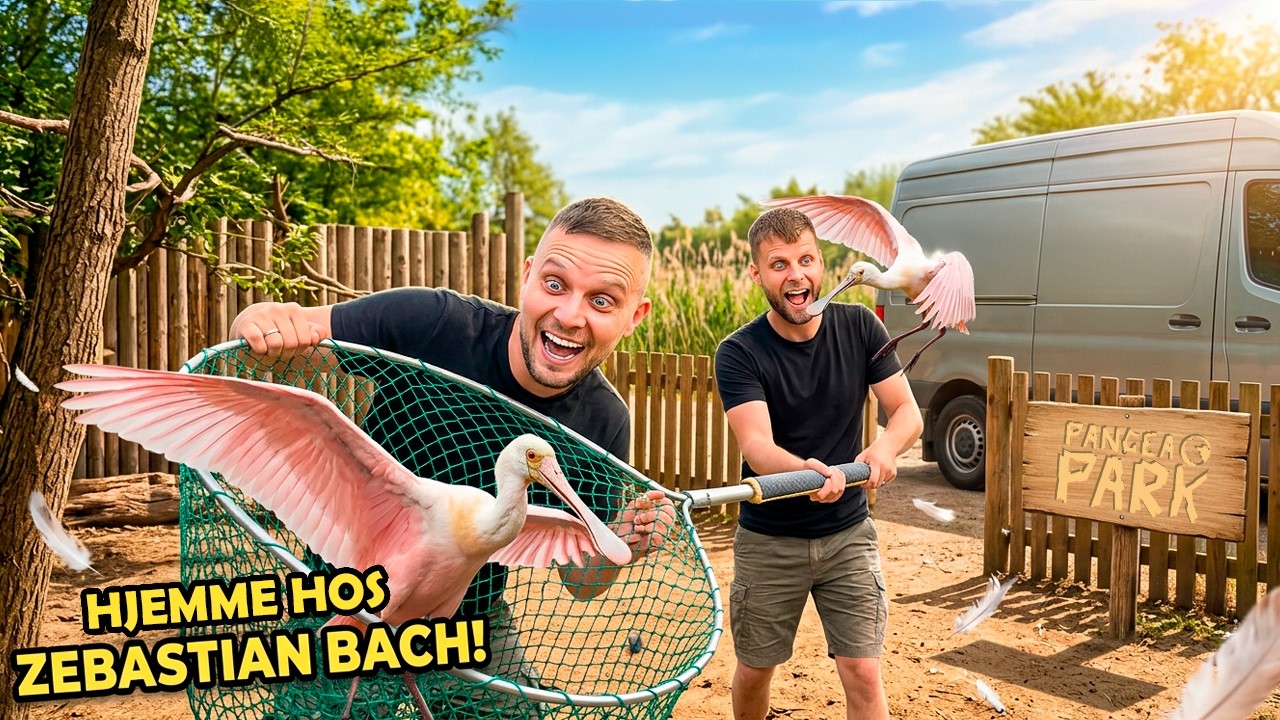 Vi FANGER skestorke !!!!!